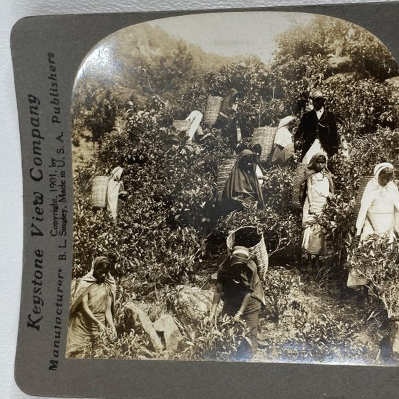 Antique 1901 Stereoview Photo Card Tea Gatherers Galle Ceylon Hill Country - Picture 8 of 9